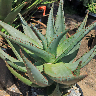 Cape Aloe - Aloe ferox