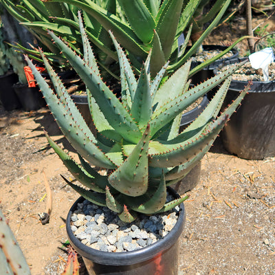 Cape Aloe - Aloe ferox