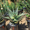 Cape Aloe - Aloe ferox