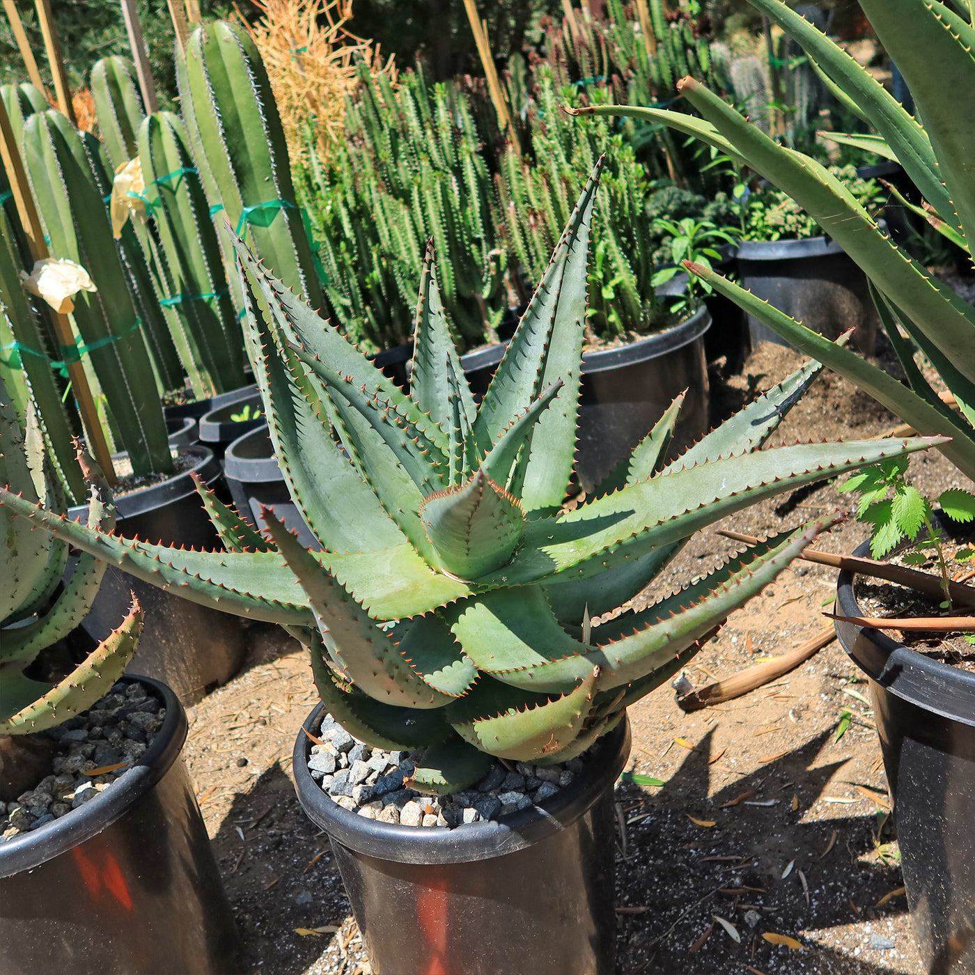 Cape Aloe - Aloe ferox