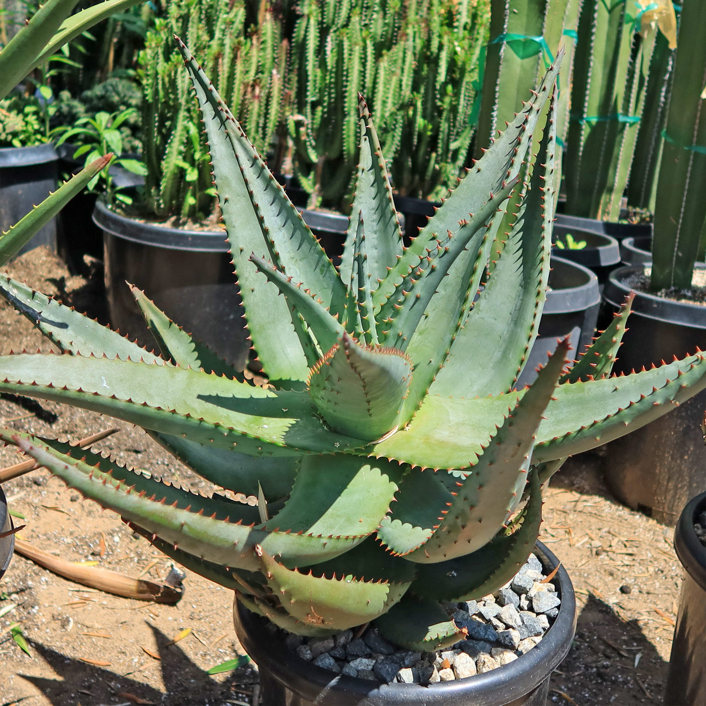 Cape Aloe - Aloe ferox