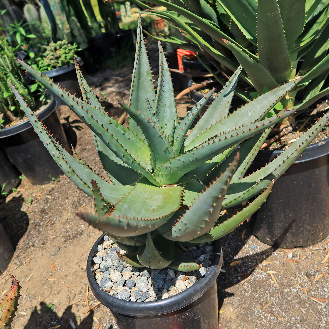 Cape Aloe - Aloe ferox