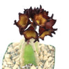 Caralluma speciose