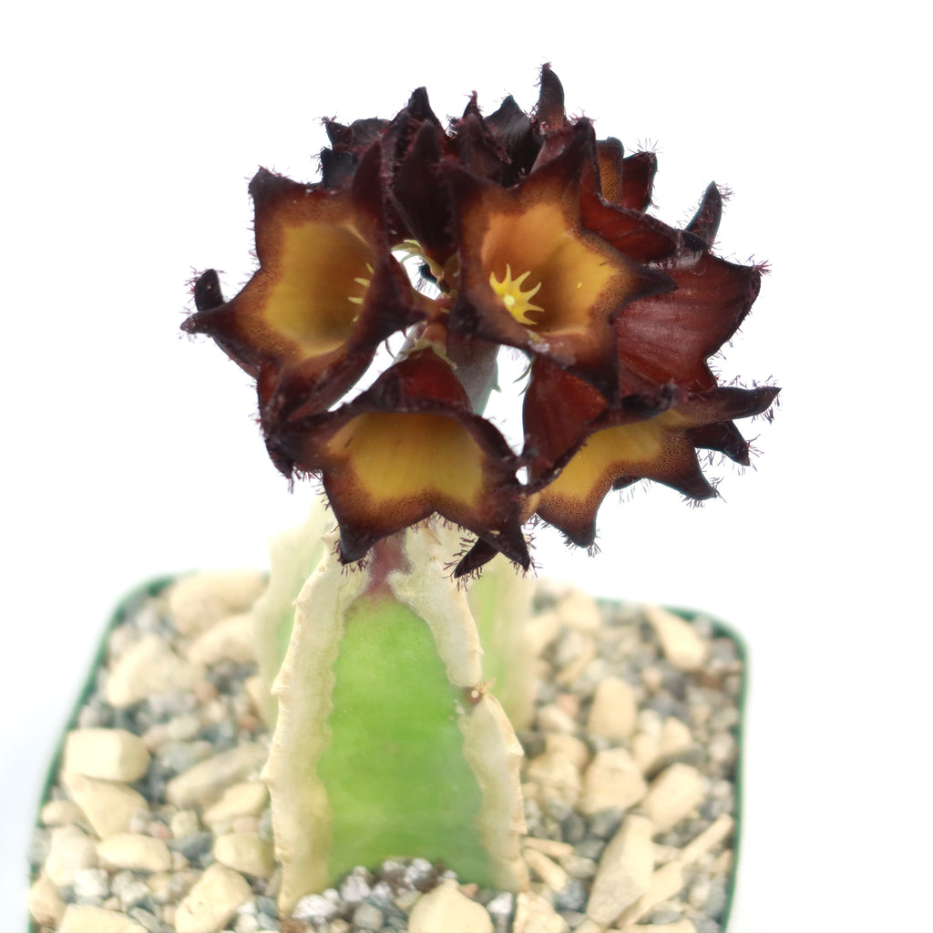 Caralluma speciose