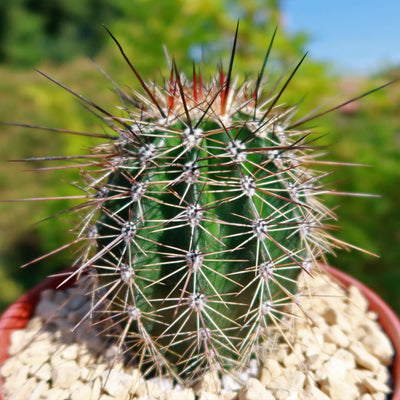 Saguaro Cactus - Carnegiea gigantea