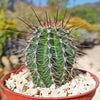 Saguaro Cactus &