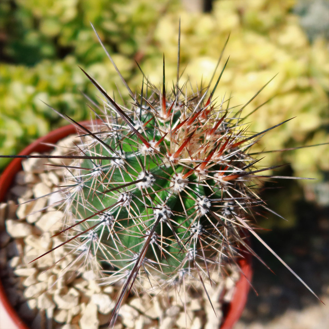 saguaro cactus house plants Shop 'Saguaro Cactus - Carnegiea gigantea' Care and Growing Guide