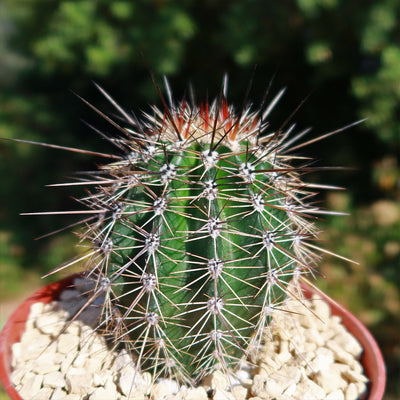 saguaro cactus house plants Shop 'Saguaro Cactus - Carnegiea gigantea' Care and Growing Guide