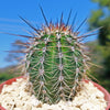 Saguaro Cactus &