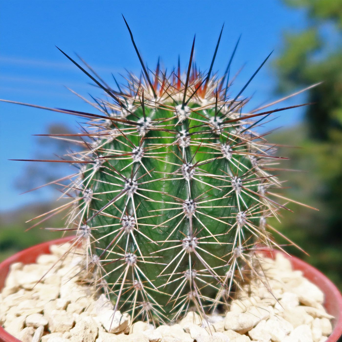 saguaro cactus house plants Shop 'Saguaro Cactus - Carnegiea gigantea' Care and Growing Guide