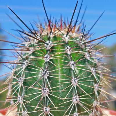 Saguaro Cactus - Carnegiea gigantea