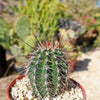 Saguaro Cactus &