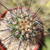 Saguaro Cactus &