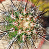 Saguaro Cactus &