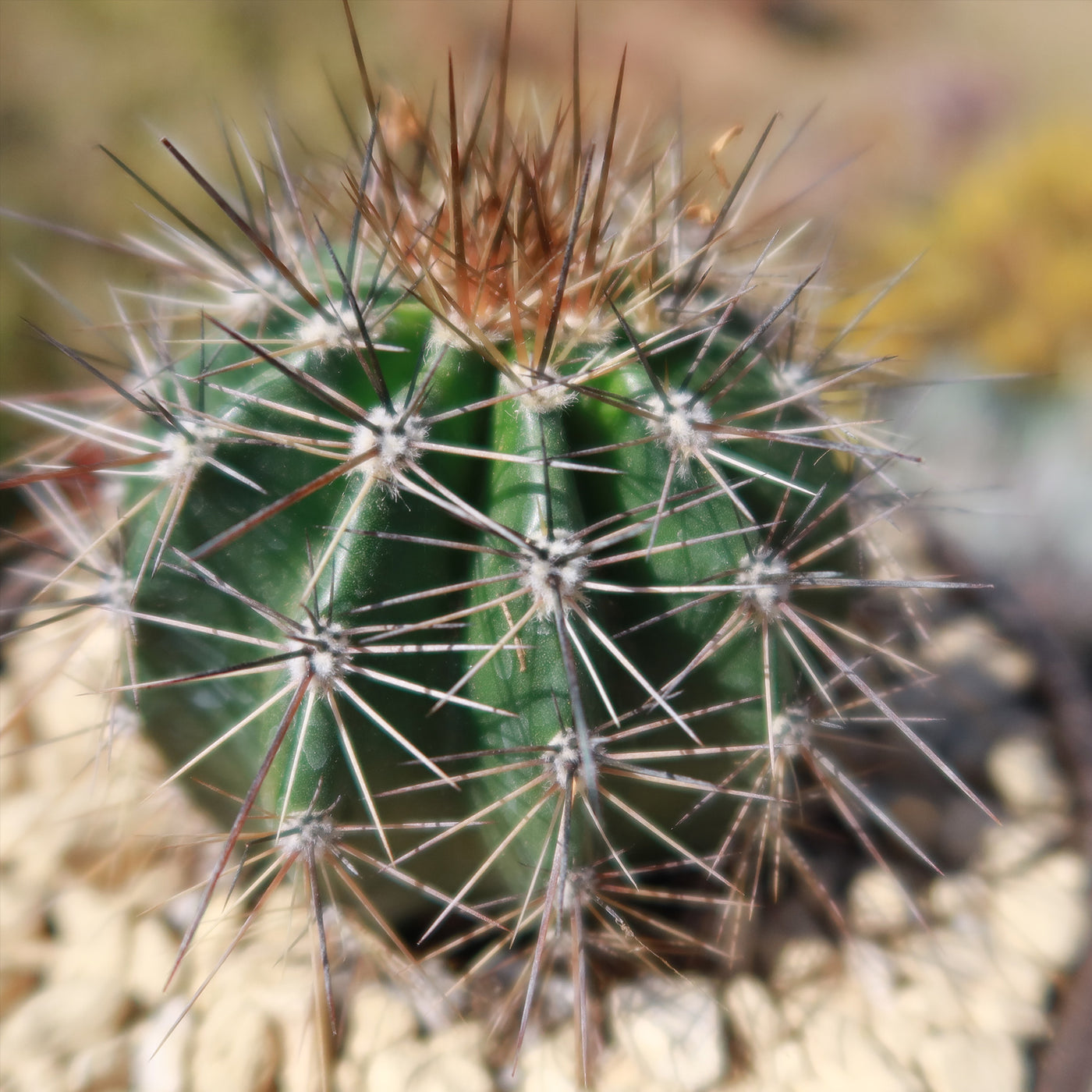 Saguaro Cactus 'Carnegiea gigantea'