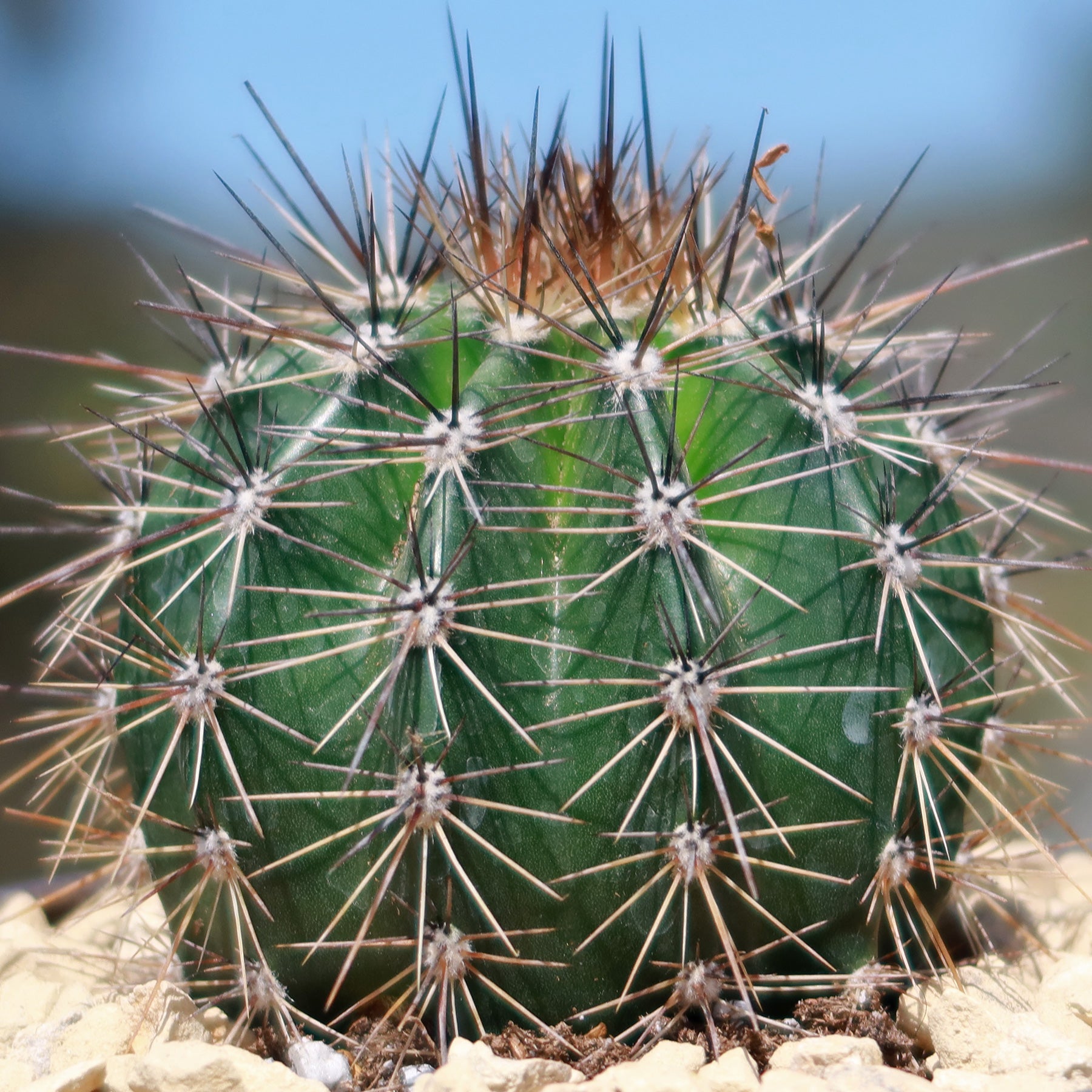 Saguaro Cactus 'Carnegiea gigantea'