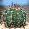 Saguaro Cactus &