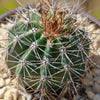 Saguaro Cactus &