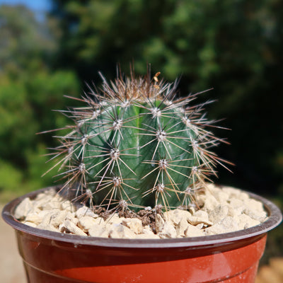 Saguaro Cactus 'Carnegiea gigantea'