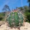 Saguaro Cactus &