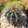 Saguaro Cactus &