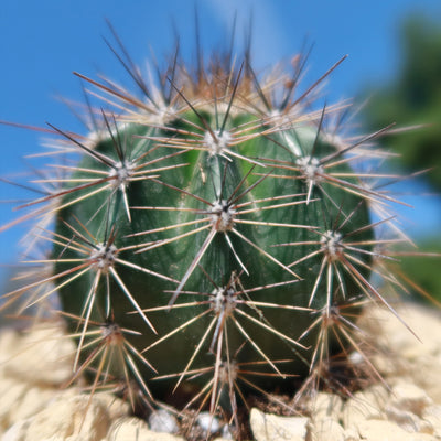 Saguaro Cactus 'Carnegiea gigantea'