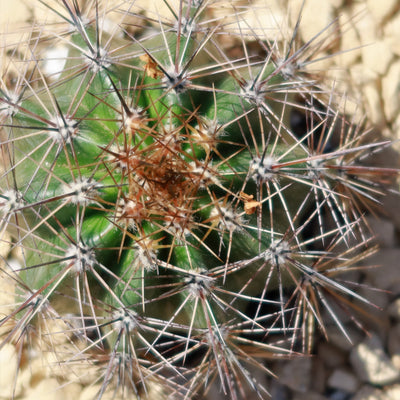 Saguaro Cactus - Carnegiea gigantea