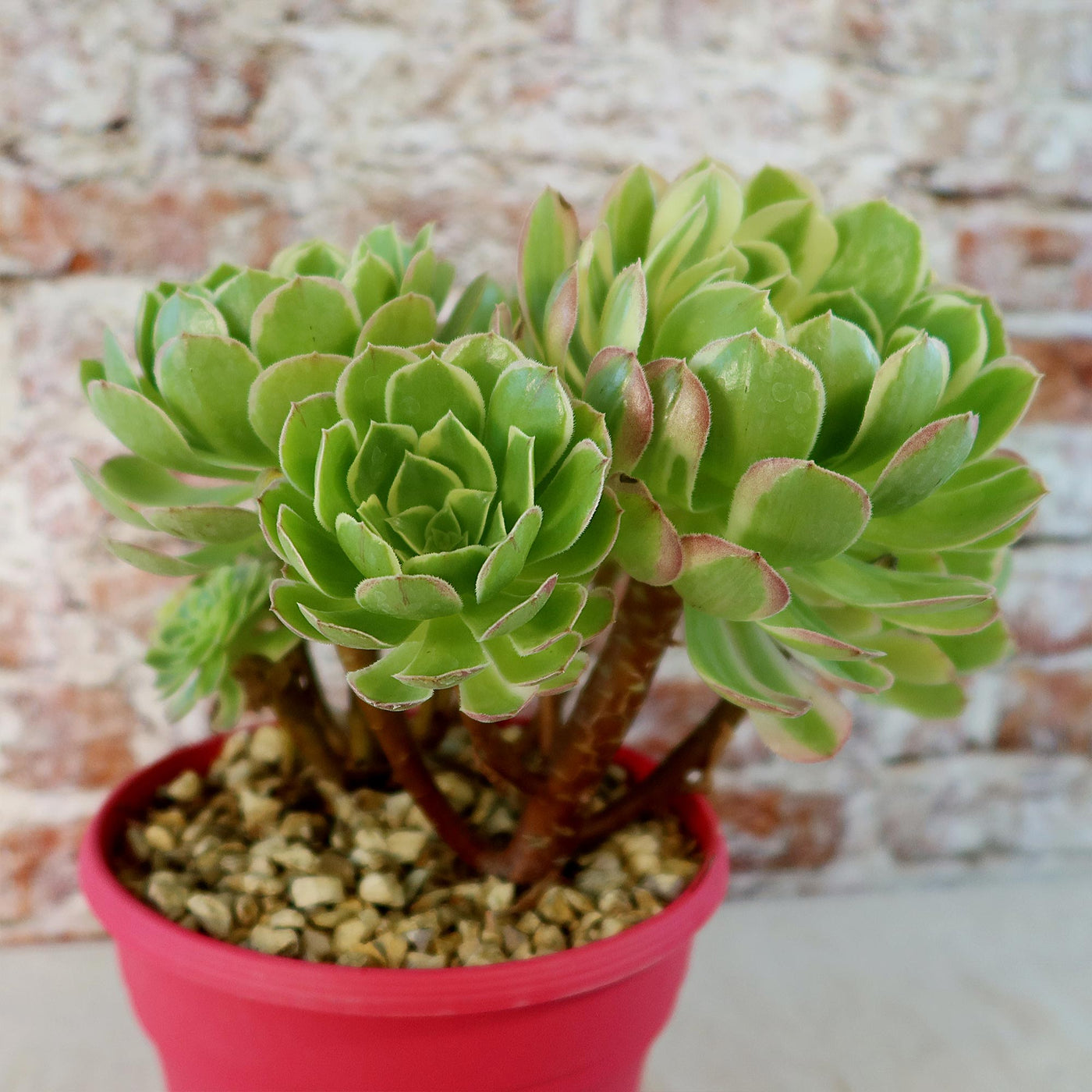 Carnival Aeonium Hybrid