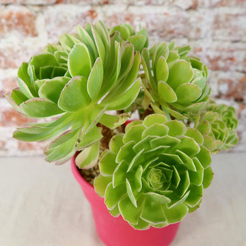 aeonium succulent plant care Shop 'Carnival Aeonium' Care & Growing Guide