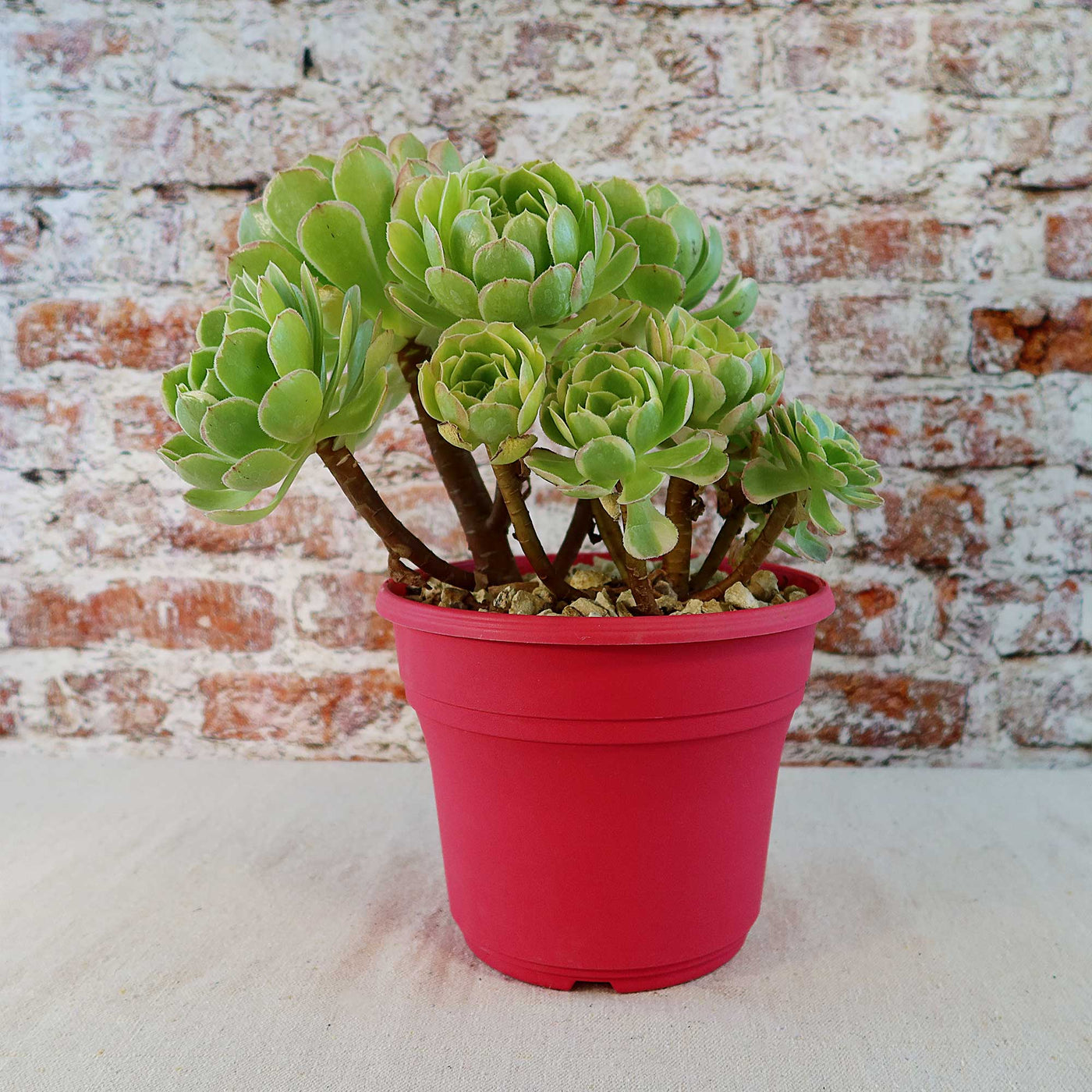 Carnival Aeonium Hybrid