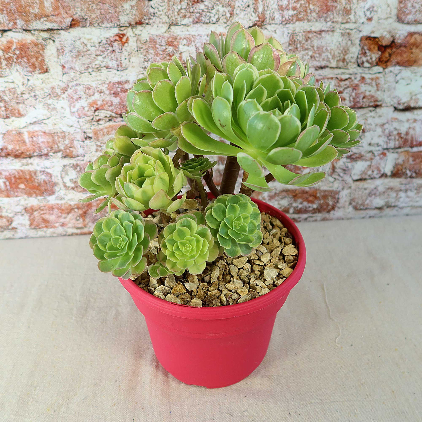 Carnival Aeonium Hybrid