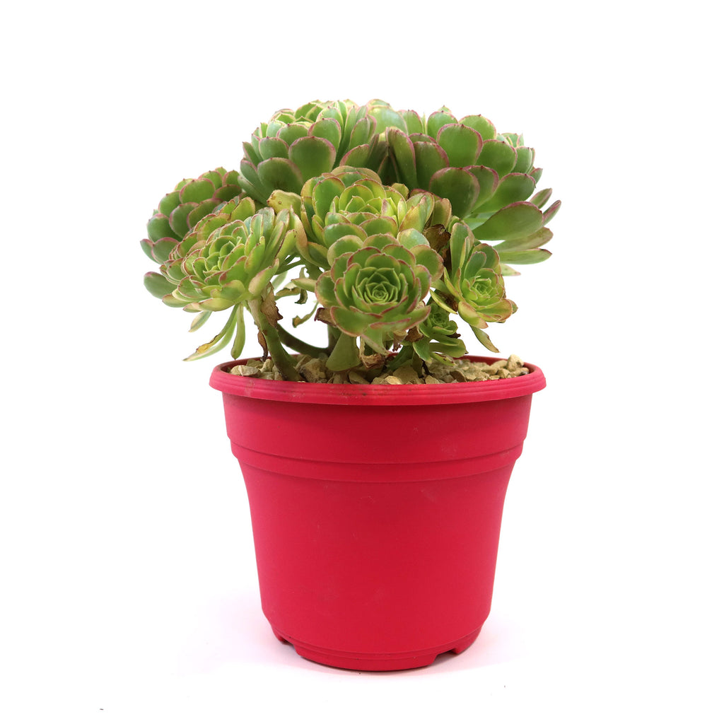 Carnival Aeonium Hybrid