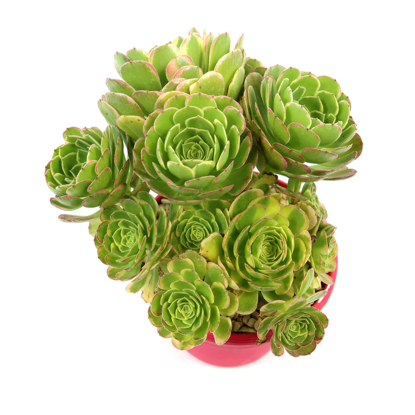 Carnival Aeonium Hybrid