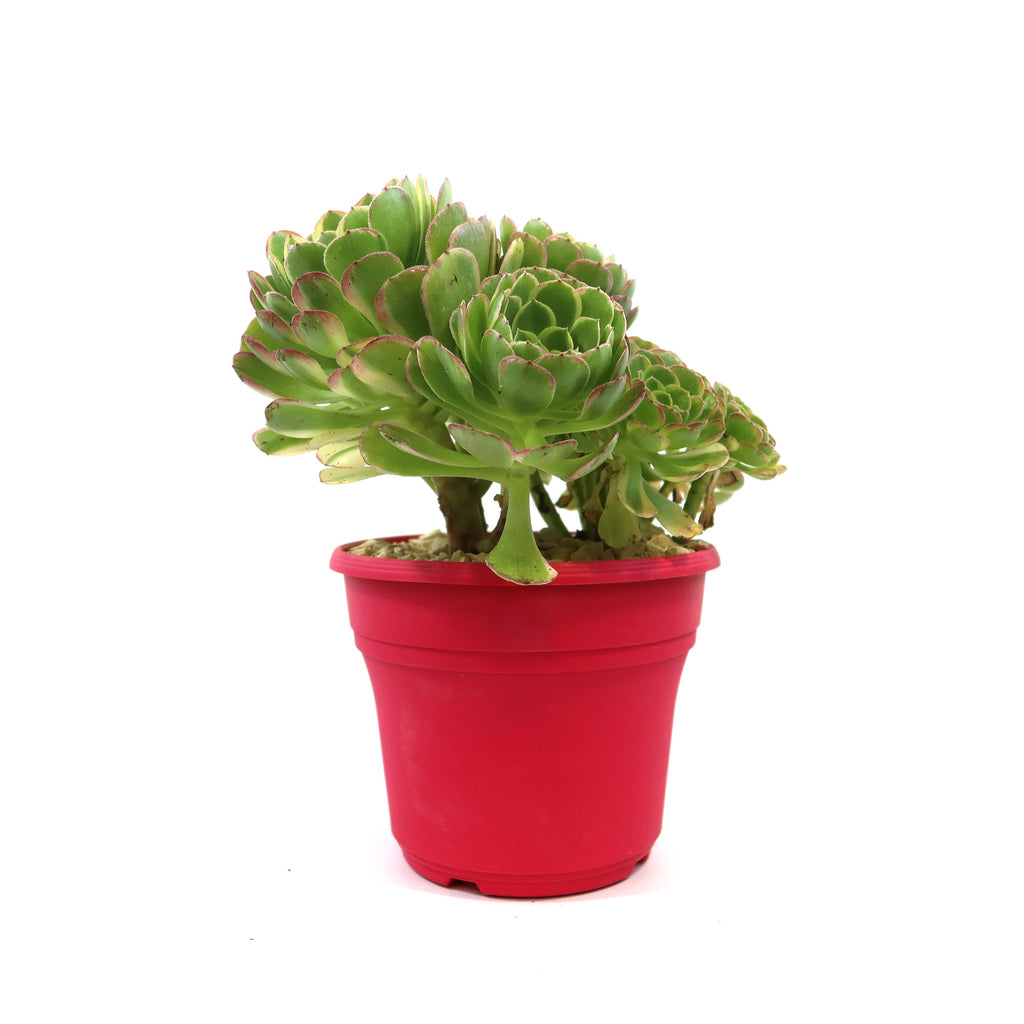 Carnival Aeonium Hybrid