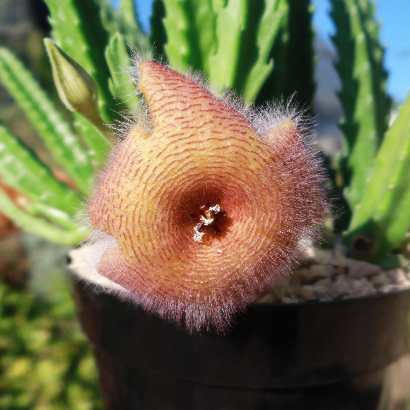 Carrion Plant - Stapelia gigantea