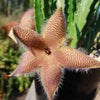 Carrion Plant - Stapelia gigantea