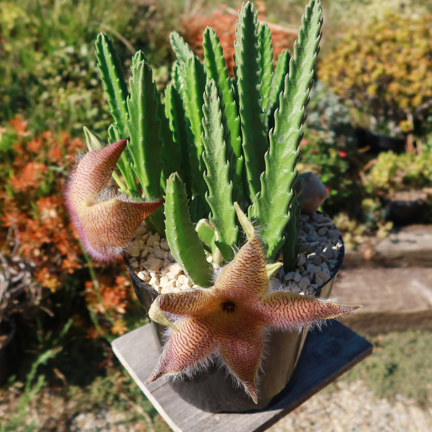 Carrion Plant - Stapelia gigantea