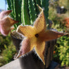 Carrion Plant - Stapelia gigantea