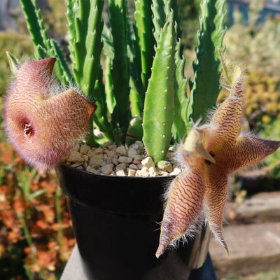 Carrion Plant - Stapelia gigantea