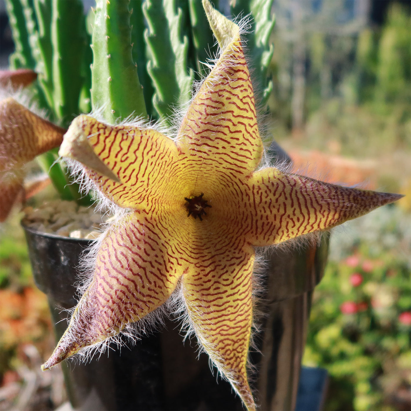 Carrion Plant - Stapelia gigantea