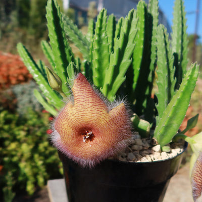 Carrion Plant - Stapelia gigantea