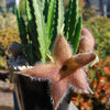 Carrion Plant - Stapelia gigantea