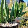 Carrion Plant - Stapelia gigantea