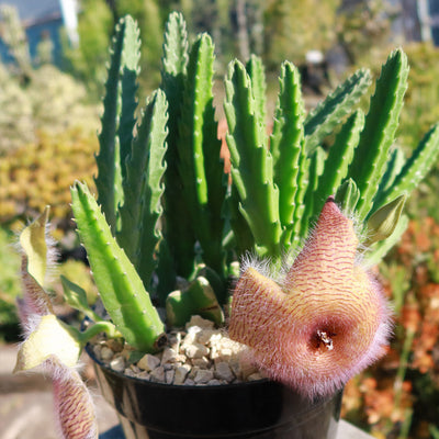 Carrion Plant - Stapelia gigantea