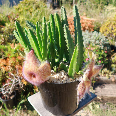 Carrion Plant - Stapelia gigantea