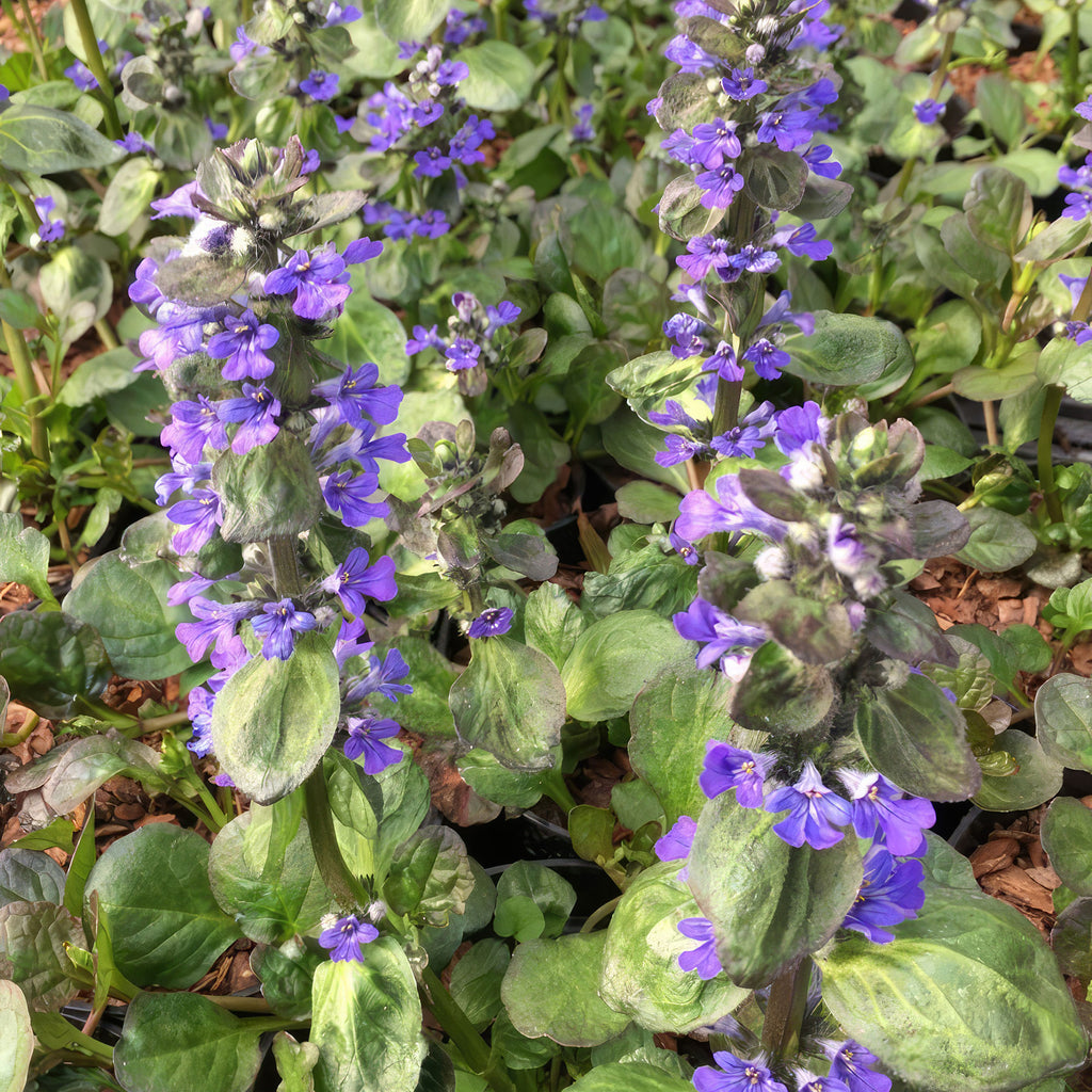 Ajuga ‘Catlins Giant’