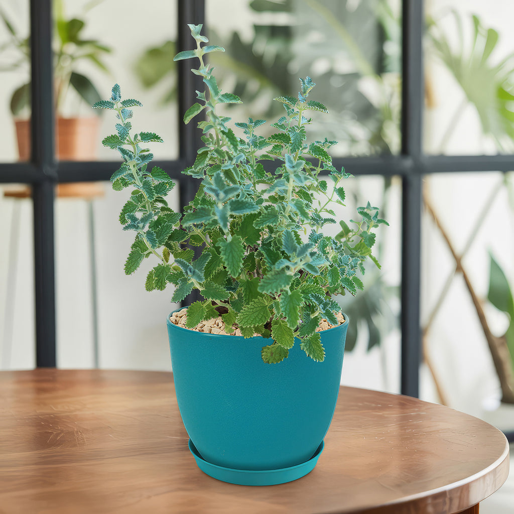 Catmint Plant ‘Nepeta faassenii’