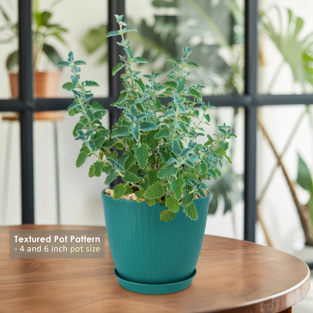 Nepeta faassenii Catmint in a teal textured pot on wooden table, with large windows and indoor plants in the background. 4 and 6 inch sizes.