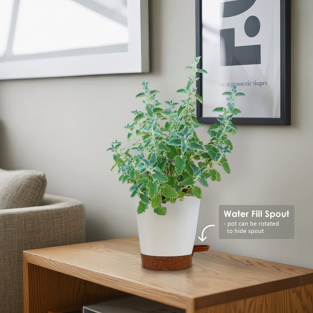 Catmint Plant ‘Nepeta faassenii’