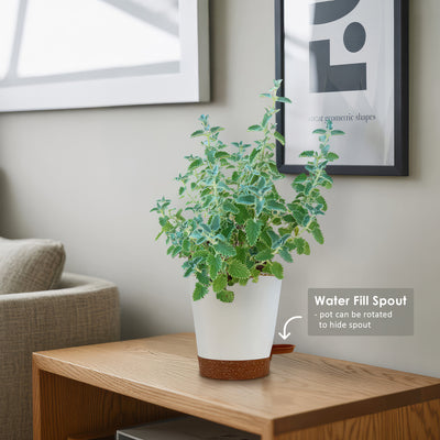 Catmint Plant ‘Nepeta faassenii’